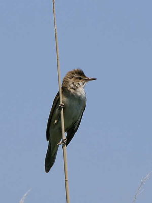 Great Reed Warbler, Lake Koycegiz, Turkey