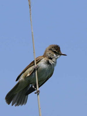 Great Reed Warbler, Lake Koycegiz, Turkey