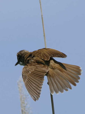 Great Reed Warbler, Lake Koycegiz, Turkey