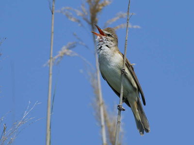 Great Reed Warbler, Lake Koycegiz, Turkey