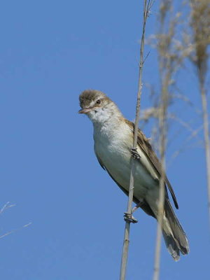 Great Reed Warbler, Lake Koycegiz, Turkey