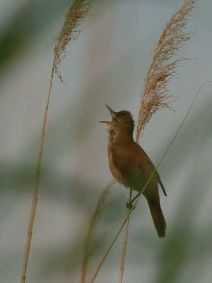 Great Reed Warbler, Lake Koycegiz, Turkey