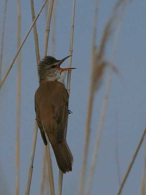 Great Reed Warbler, Lake Koycegiz, Turkey