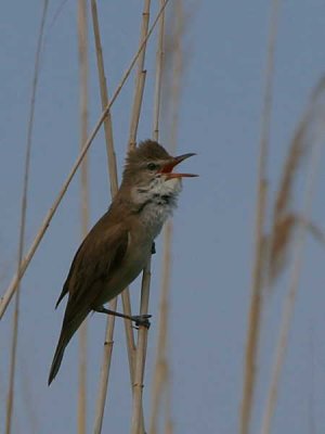 Great Reed Warbler, Lake Koycegiz, Turkey