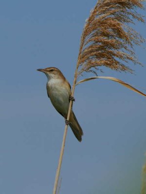 Great Reed Warbler, Lake Koycegiz, Turkey