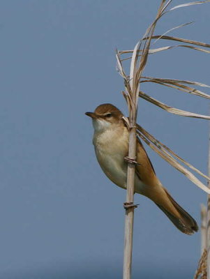 Great Reed Warbler, Lake Koycegiz, Turkey