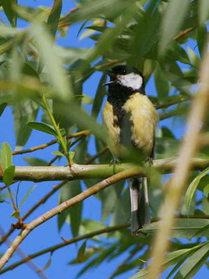 Great Tit