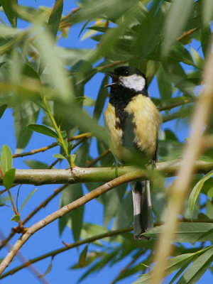 Great Tit, Dalyan, Turkey