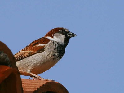 House Sparrow, Asur Hotel, Dalyan, Turkey