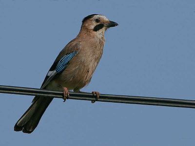 Jay, Dalyan, Turkey