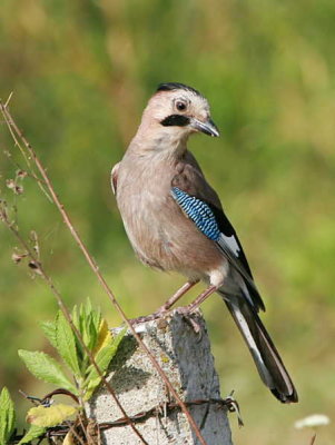 Jay, Dalyan, Turkey