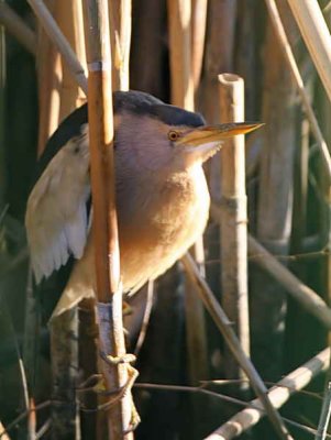 Little Bittern, near Dalyan, Turkey