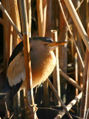 Little Bittern, near Dalyan, Turkey