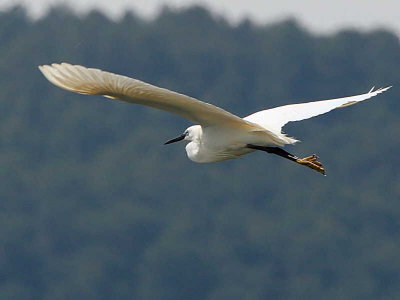 Little Egret, Lake Koycegiz, Turkey