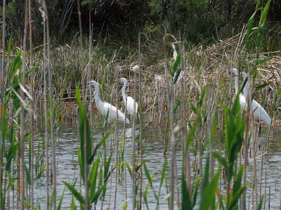 Little Egret, Lake Koycegiz, Turkey