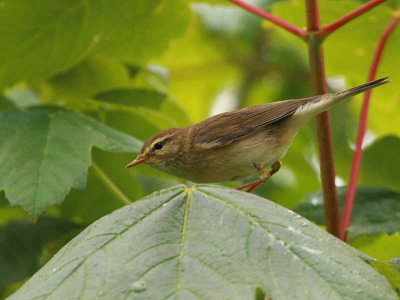 Willow Warbler, Sallochy Wood, Loch Lomond