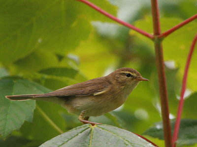 Willow Warbler, Sallochy Wood, Loch Lomond