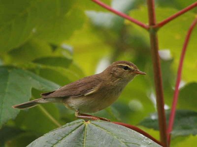 Willow Warbler, Sallochy Wood, Loch Lomond