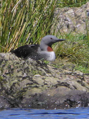 Red-throated Diver, Clyde