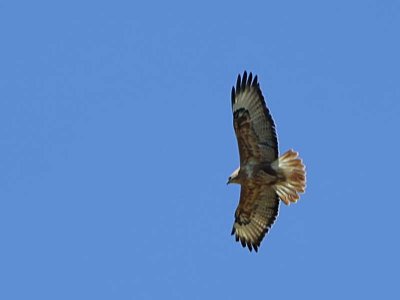 Long-legged Buzzard, Dalyan, Turkey