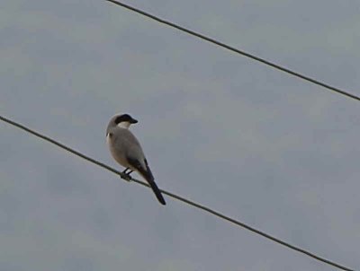 Lesser Grey Shrike, Dalyan, Turkey