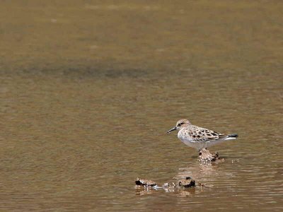 Little Stint, Iztuzu Beach, Turkey