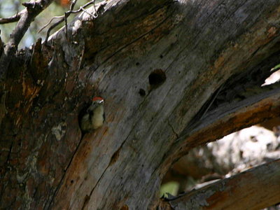 Middle-spotted Woodpecker, Dalyan, Turkey