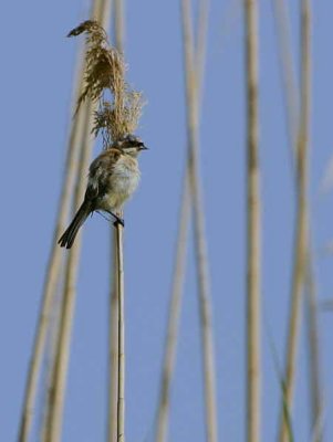 Penduline Tit, Dalyan, Turkey