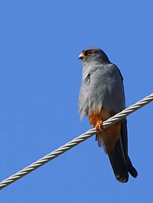 Red-footed Falcon, near Dalyan, Turkey