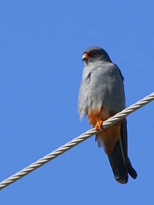 Red-footed Falcon, near Dalyan, Turkey