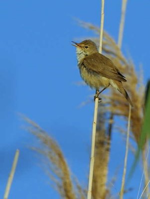 Reed Warbler, Dalyan, Turkey