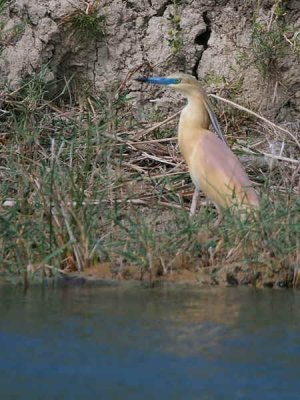 Squacco Heron, Lake Koycegiz, Turkey