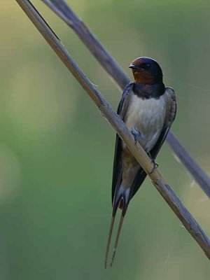 Barn Swallow, Dalyan, Turkey