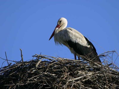 White Stork, Dalyan, Turkey