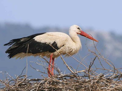 White Stork, Dalyan, Turkey