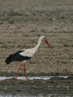 White Stork, Dalyan, Turkey