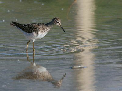 Wood Sandpiper, Dalyan, Turkey