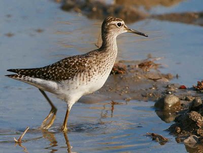 Wood Sandpiper, Dalyan, Turkey