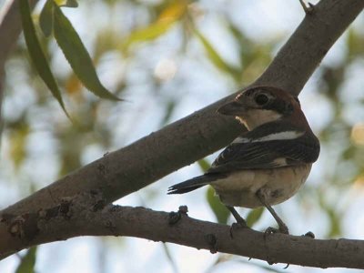 Woodchat Shrike