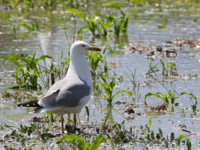 Yellow-legged Gull