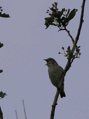 Garden Warbler, Merryton Haugh