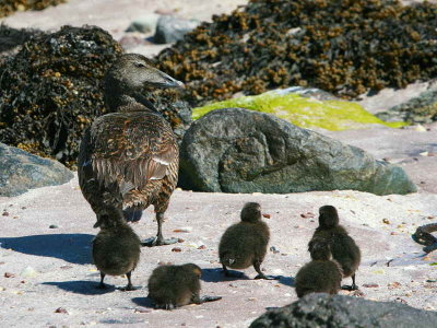 Female Eider Duck with chicks, Handa Island SWT Nature Reserve