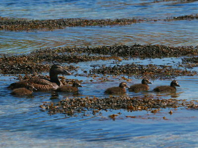 Female Eider Duck with chicks, Handa Island SWT Nature Reserve