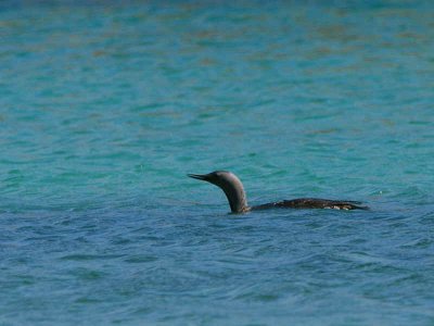 Red-throated Diver, Handa Island SWT Nature Reserve