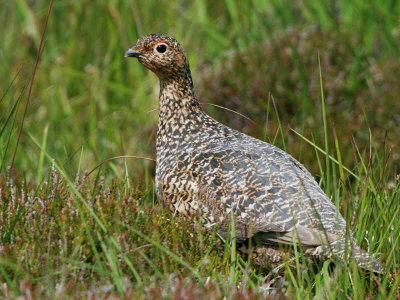 Red Grouse female, Handa Island SWT Nature Reserve