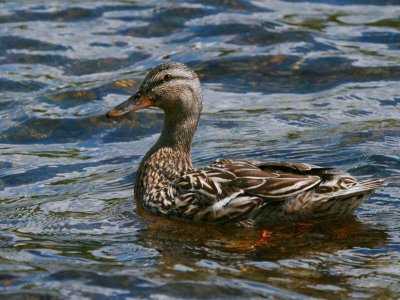 Mallard Duck female, Sallochy, Loch Lomond