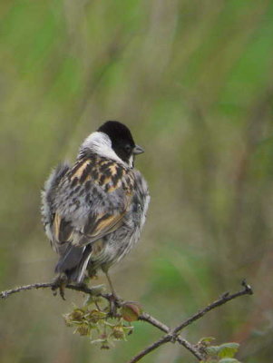 Reed Bunting, juvenile male not quite fully into adult plumage, Bishop Loch LNR, Glasgow