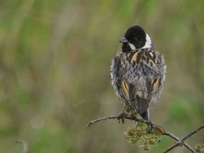 Reed Bunting, juvenile male not quite fully into adult plumage, Bishop Loch LNR, Glasgow