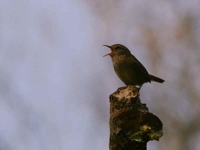 Wren, Sallochy, Loch Lomond