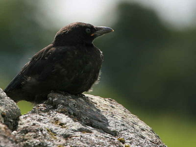 Carrion Crow juvenile, Overtoun House, Dumbarton